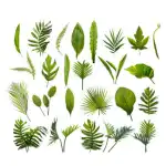 Plant Leaves